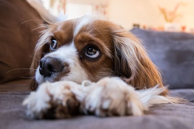 Unveiling Giardia: Detecting Symptoms in Your Pet