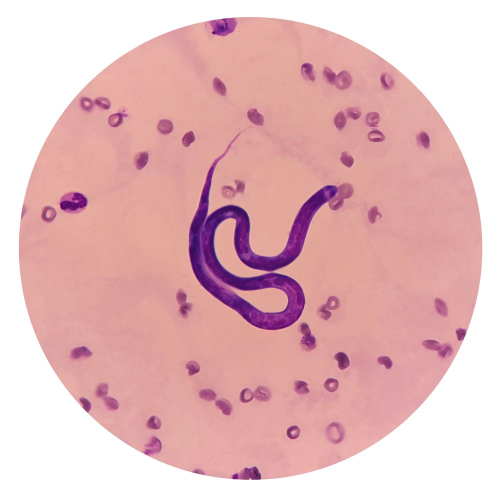 Parasites that are rarely noticed in dog breeding - Heartworm