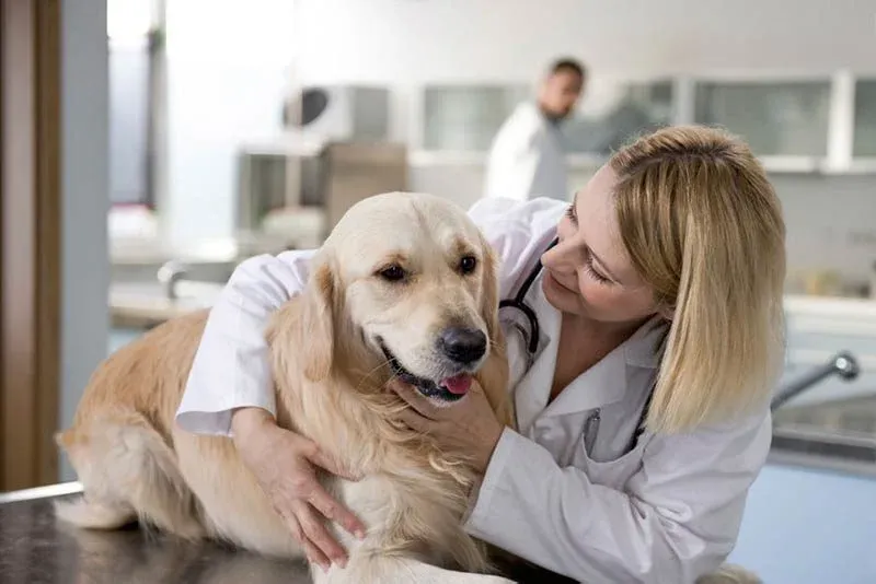The Importance of Veterinary Care During Pregnancy